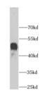 Serpin Family A Member 3 antibody, FNab00317, FineTest, Western Blot image 