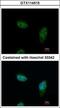 Importin 5 antibody, GTX114515, GeneTex, Immunofluorescence image 