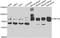 Zinc Finger Protein 544 antibody, orb247927, Biorbyt, Western Blot image 