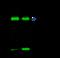 PPIA antibody, 10436-T52, Sino Biological, Immunoprecipitation image 