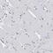 Cilia And Flagella Associated Protein 298 antibody, PA5-53803, Invitrogen Antibodies, Immunohistochemistry paraffin image 