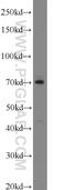 LAMP-3 antibody, 12632-1-AP, Proteintech Group, Western Blot image 
