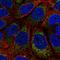 Mitochondrially Encoded Cytochrome B antibody, HPA068400, Atlas Antibodies, Immunocytochemistry image 