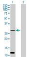 Dual oxidase maturation factor 1 antibody, H00090527-B01P, Novus Biologicals, Western Blot image 