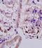 SERPINB7 antibody, orb11036, Biorbyt, Immunohistochemistry paraffin image 