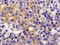 Toll Like Receptor 9 antibody, 3737, ProSci, Immunohistochemistry frozen image 