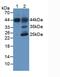 Hemojuvelin antibody, abx131899, Abbexa, Western Blot image 