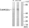 Calcium/Calmodulin Dependent Protein Kinase II Gamma antibody, abx013594, Abbexa, Western Blot image 