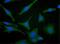 TYRO3 Protein Tyrosine Kinase antibody, PA5-22999, Invitrogen Antibodies, Immunofluorescence image 