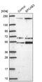 EF-Hand Calcium Binding Domain 3 antibody, NBP2-48861, Novus Biologicals, Western Blot image 