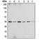 Annexin A2 antibody, orb213557, Biorbyt, Western Blot image 