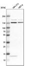 Exportin 5 antibody, PA5-53789, Invitrogen Antibodies, Western Blot image 