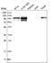 DNA replication licensing factor MCM4 antibody, PA5-65088, Invitrogen Antibodies, Western Blot image 
