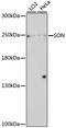 Protein SON antibody, 16-553, ProSci, Western Blot image 