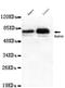 IK1 antibody, TA346978, Origene, Western Blot image 