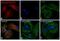 Rabbit IgG antibody, A-21244, Invitrogen Antibodies, Immunofluorescence image 