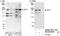 Anaphase Promoting Complex Subunit 1 antibody, NB100-86985, Novus Biologicals, Western Blot image 