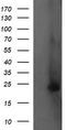 Fetal and adult testis-expressed transcript protein antibody, LS-C174246, Lifespan Biosciences, Western Blot image 
