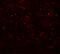 Adaptor Related Protein Complex 3 Subunit Beta 2 antibody, 6395, ProSci, Immunofluorescence image 