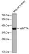 Protein Wnt-7a antibody, 19-654, ProSci, Western Blot image 