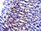 KIAA1211 Like antibody, orb2795, Biorbyt, Immunohistochemistry paraffin image 
