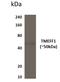 Transmembrane Protein With EGF Like And Two Follistatin Like Domains 1 antibody, NBP2-11926, Novus Biologicals, Western Blot image 