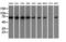 Sorting nexin-9 antibody, LS-C115270, Lifespan Biosciences, Western Blot image 