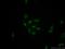 Ribosomal RNA processing protein 1 homolog A antibody, 14896-1-AP, Proteintech Group, Immunofluorescence image 