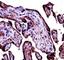 Complement C9 antibody, F43252-0.4ML, NSJ Bioreagents, Western Blot image 