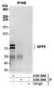 MAGUK p55 subfamily member 5 antibody, A305-388A, Bethyl Labs, Immunoprecipitation image 