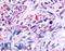G Protein-Coupled Receptor 45 antibody, LS-A1272, Lifespan Biosciences, Immunohistochemistry paraffin image 