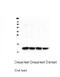 Fatty Acid Binding Protein 3 antibody, MA5-27875, Invitrogen Antibodies, Western Blot image 