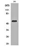 Multiple Inositol-Polyphosphate Phosphatase 1 antibody, orb161753, Biorbyt, Western Blot image 