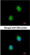 Zinc Finger CCCH-Type Containing 8 antibody, NBP1-32522, Novus Biologicals, Immunofluorescence image 