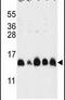 Histone Cluster 1 H2A Family Member M antibody, PA5-24822, Invitrogen Antibodies, Western Blot image 