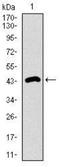 Dynein Axonemal Light Chain 4 antibody, NBP2-37390, Novus Biologicals, Western Blot image 