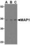 Modulator of apoptosis 1 antibody, TA306095, Origene, Western Blot image 