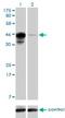 Cyclic AMP-responsive element-binding protein 3-like protein 4 antibody, H00148327-M01, Novus Biologicals, Western Blot image 