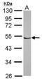 RNA Polymerase I Subunit E antibody, NBP2-19921, Novus Biologicals, Western Blot image 