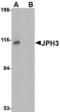 Junctophilin 3 antibody, TA306686, Origene, Western Blot image 