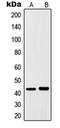 Jun Proto-Oncogene, AP-1 Transcription Factor Subunit antibody, LS-C352428, Lifespan Biosciences, Western Blot image 