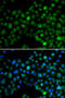 NFIL3 antibody, STJ29433, St John