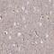 Ro antibody, HPA040199, Atlas Antibodies, Immunohistochemistry frozen image 