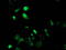 MAGE Family Member B18 antibody, TA502494, Origene, Immunofluorescence image 