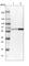 N-Myristoyltransferase 1 antibody, HPA022963, Atlas Antibodies, Western Blot image 