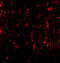 SATB Homeobox 2 antibody, 4627, ProSci, Immunofluorescence image 