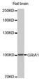 Glutamate Ionotropic Receptor AMPA Type Subunit 1 antibody, TA332438, Origene, Western Blot image 