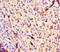 Phospholipase A2 Group IID antibody, A55351-100, Epigentek, Immunohistochemistry paraffin image 
