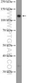 Family With Sequence Similarity 186 Member B antibody, 21022-1-AP, Proteintech Group, Western Blot image 
