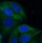 MPC2 antibody, FNab05279, FineTest, Immunofluorescence image 